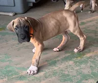 Orange Collar, a male Great Dane for sale in Bull Shoals, AR – 5 of 7