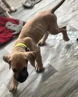 Lime Green Collar, a male Great Dane for sale in Bull Shoals, AR – 7 of 8