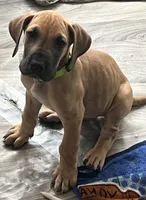 Lime Green Collar, a male Great Dane for sale in Bull Shoals, AR – 3 of 8