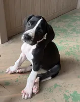 Light Purple, a female Great Dane for sale in Bull Shoals, AR – 2 of 8