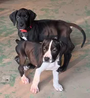 Light Purple, a female Great Dane for sale in Bull Shoals, AR – 6 of 8