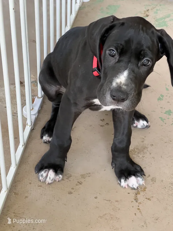 Female Puppy – Great Dane puppy for sale in Bull Shoals, AR