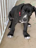 Red, a female Great Dane for sale in Bull Shoals, AR – 1 of 5