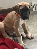 Orange Collar, a male Great Dane for sale in Bull Shoals, AR – 6 of 7