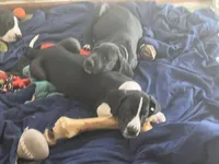 Light Purple, a female Great Dane for sale in Bull Shoals, AR – 3 of 8