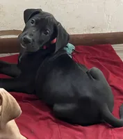 Red Collar, a male Great Dane for sale in Bull Shoals, AR – 5 of 7