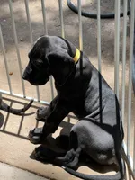 Gold, a male Great Dane for sale in Bull Shoals, AR – 3 of 4