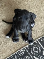 Green Collar, a male Great Dane for sale in Bull Shoals, AR – 4 of 8