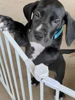Blue, a male Great Dane for sale in Bull Shoals, AR – 2 of 7