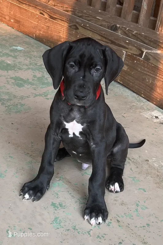 Red Collar – Great Dane puppy for sale in Bull Shoals, AR