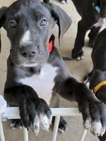 Red, a female Great Dane for sale in Bull Shoals, AR – 2 of 5