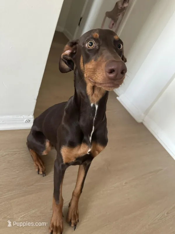 Aurora – Doberman Pinscher puppy for sale in Koreatown, CA
