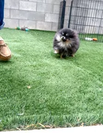 Velvet, a female Pomeranian for sale in Henderson, NV – Photo 5 of 6