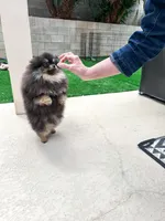 Velvet, a female Pomeranian for sale in Henderson, NV – Photo 2 of 6