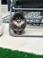 Velvet, a female Pomeranian for sale in Henderson, NV – Photo 4 of 6