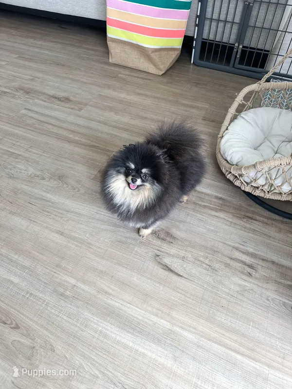 Velvet, a female Pomeranian for sale in Henderson, NV – Photo 1 of 6