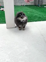 Velvet, a female Pomeranian for sale in Henderson, NV – Photo 3 of 6