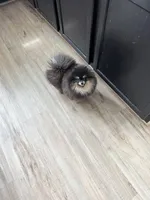 Velvet, a female Pomeranian for sale in Henderson, NV – Photo 6 of 6