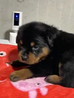 Fiona, a female Rottweiler for sale in Elgin, IL – 4 of 10