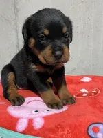 Sunni, a female Rottweiler for sale in Elgin, IL – 5 of 5