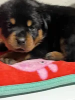 Fiona, a female Rottweiler for sale in Elgin, IL – 9 of 10
