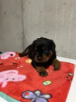 Bessie, a female Rottweiler for sale in Elgin, IL – 4 of 10