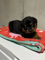 Paulie , a male Rottweiler for sale in Elgin, IL – 7 of 8