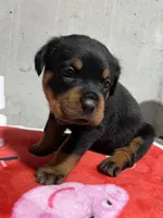 Sunni, a female Rottweiler for sale in Elgin, IL – 4 of 5