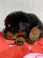 Boca, a female Rottweiler for sale in Elgin, IL – 10 of 10