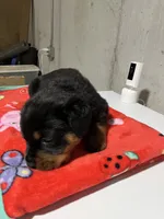 Bessie, a female Rottweiler for sale in Elgin, IL – 2 of 10