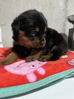 Paulie , a male Rottweiler for sale in Elgin, IL – 2 of 8