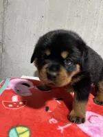Boca, a female Rottweiler for sale in Elgin, IL – 3 of 10