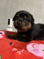 Jazmeen , a female Rottweiler for sale in Elgin, IL – 4 of 5