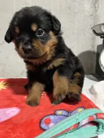 Paulie , a male Rottweiler for sale in Elgin, IL – 6 of 8
