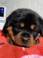 Boca, a female Rottweiler for sale in Elgin, IL – 7 of 10