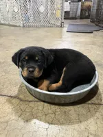 Sunni, a female Rottweiler for sale in Elgin, IL – 1 of 1