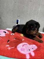 Bessie, a female Rottweiler for sale in Elgin, IL – 8 of 10