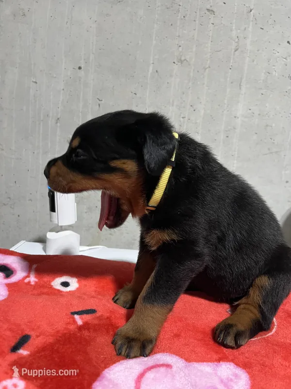 Sunni – Rottweiler puppy for sale in Elgin, IL