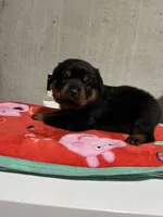 Jazmeen , a female Rottweiler for sale in Elgin, IL – 5 of 5