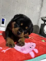 Boca, a female Rottweiler for sale in Elgin, IL – 2 of 10