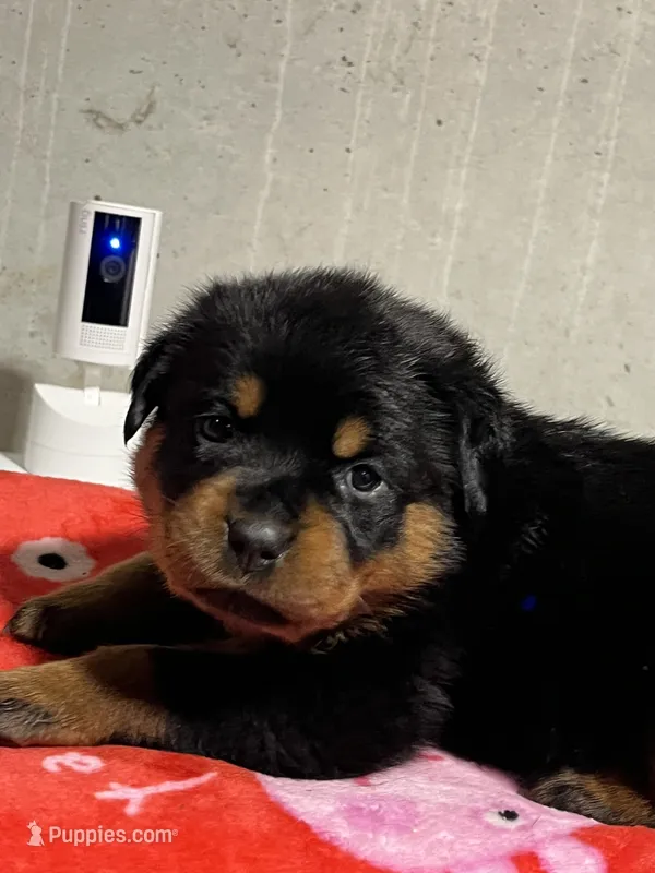 Fiona – Rottweiler puppy for sale in Elgin, IL