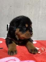 Boca, a female Rottweiler for sale in Elgin, IL – 9 of 10