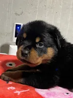Fiona, a female Rottweiler for sale in Elgin, IL – 7 of 10