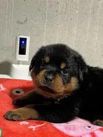 Fiona, a female Rottweiler for sale in Elgin, IL – 10 of 10