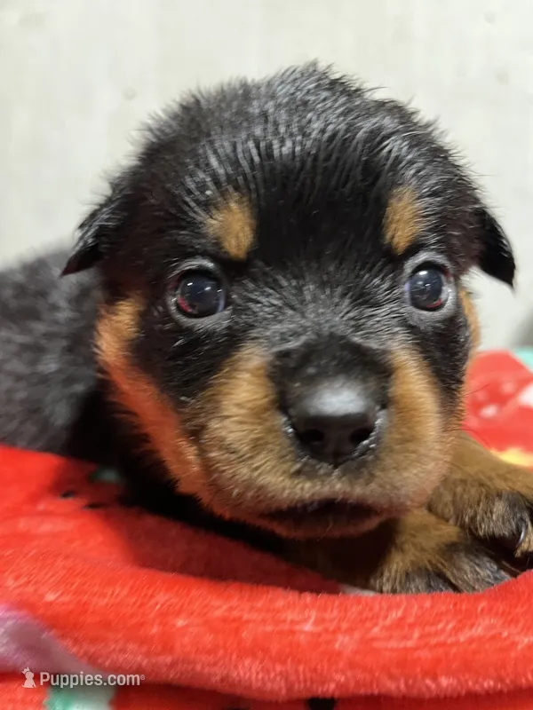 Lola – Rottweiler puppy for sale in Elgin, IL