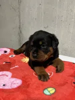 Bessie, a female Rottweiler for sale in Elgin, IL – 10 of 10