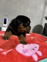 Boca, a female Rottweiler for sale in Elgin, IL – 6 of 10