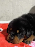 Fiona, a female Rottweiler for sale in Elgin, IL – 8 of 10