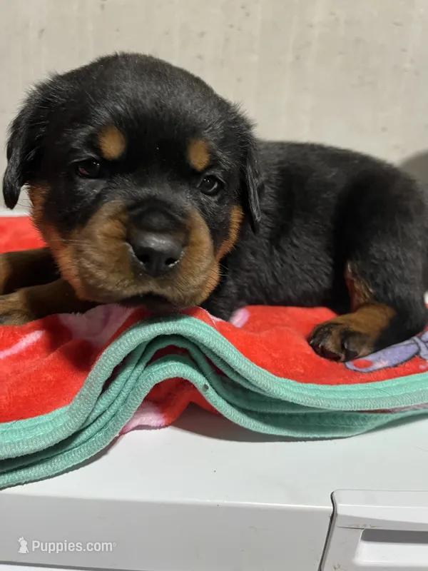 Bessie – Rottweiler puppy for sale in Elgin, IL