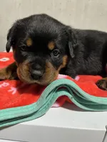 Bessie, a female Rottweiler for sale in Elgin, IL – 9 of 10
